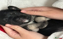 Mixed Breed dogs for sale: Froodle pups  - Image 13