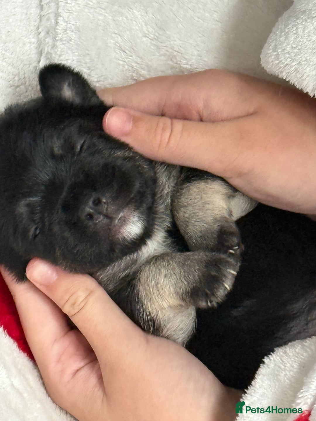 Mixed Breed dogs for sale: Froodle pups  - Image 13