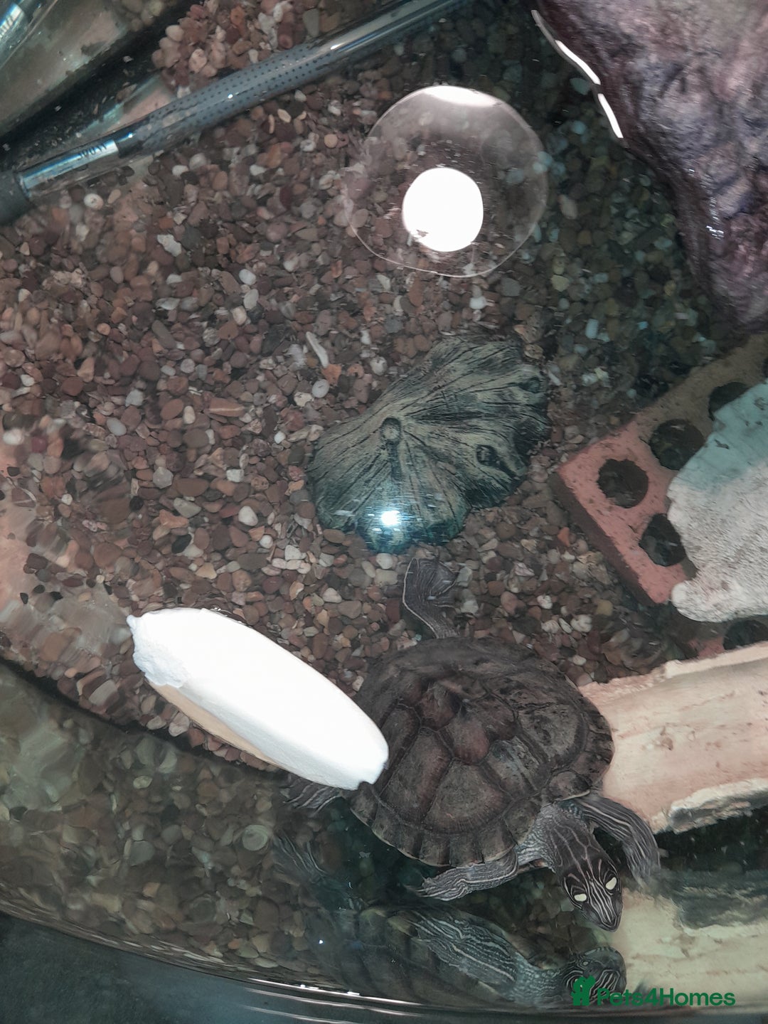 Turtle reptiles for sale: Free mississippi turtle  - Image 8