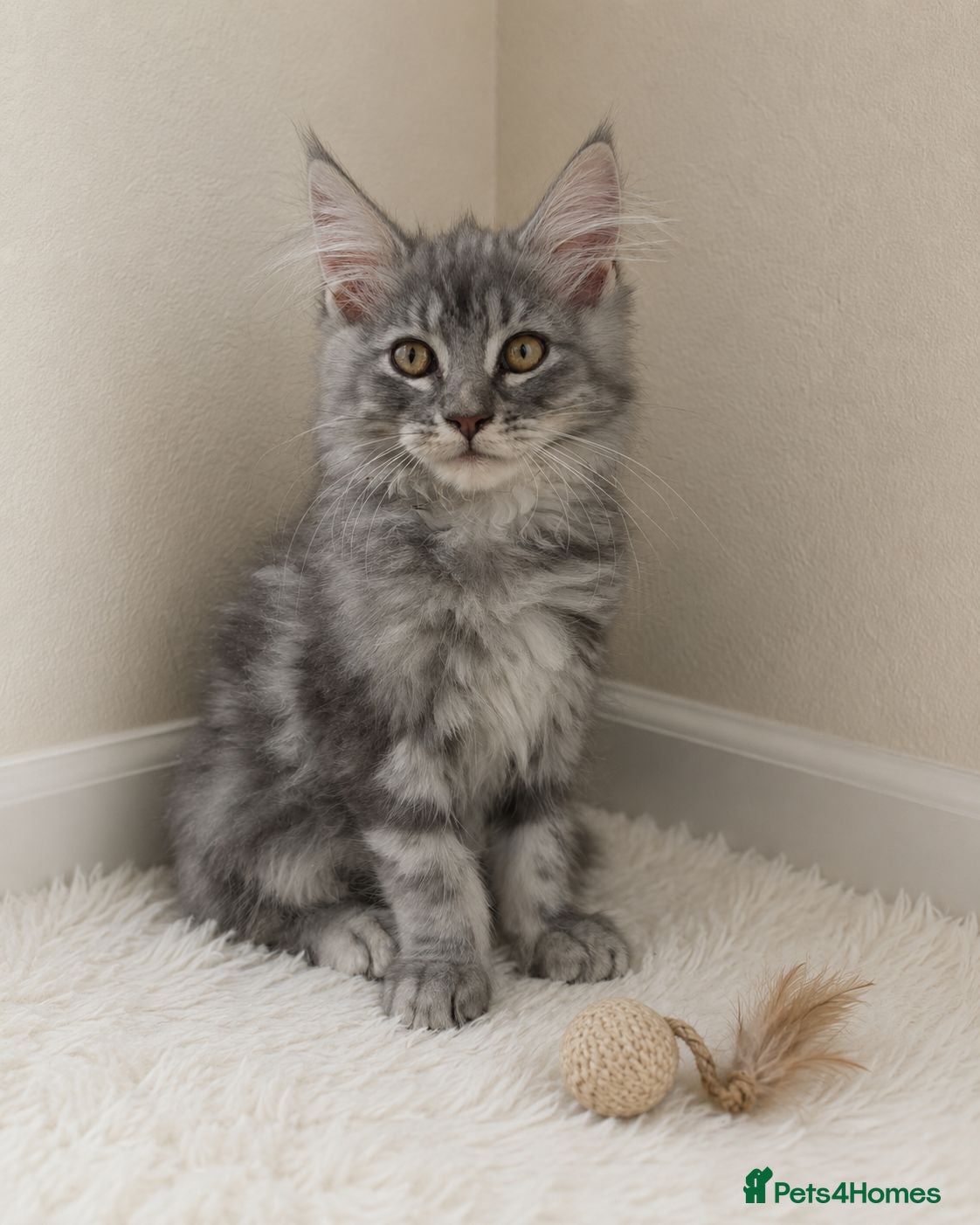 Maine Coon cats STUNNING MAINE COON KITTENS FOR SALE! - Advert 2
