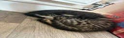 Mixed Breed cats for sale: 3 beautiful kittens  - Advert 12