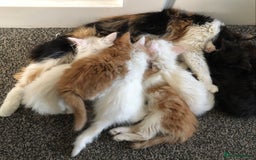 Mixed Breed cats for sale: Litter 5 kittens looking for there forever homes.  - Image 13