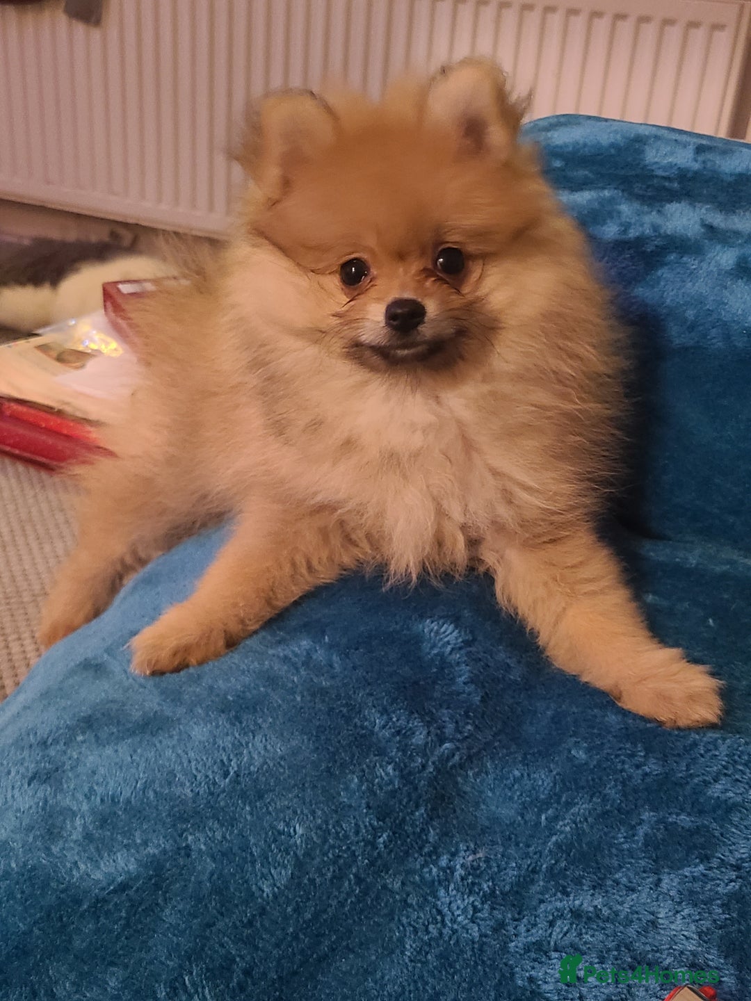 Pomeranian dogs for sale: Pomeranian puppies ready now 1 male left! - Advert 2