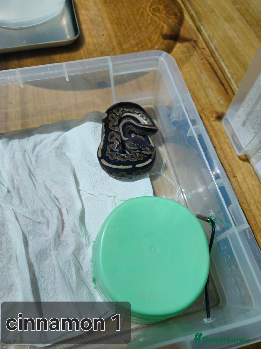 Python Snake reptiles for sale: male ball python - Advert 1
