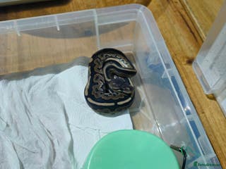 Python Snake reptiles male ball python - Advert 3