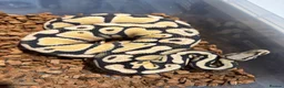 Python Snake reptiles for sale: Royal Python babies for sale…Various morphs. - Advert 5