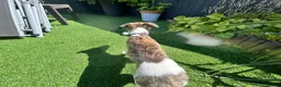 Whippet dogs for sale: Beautiful whippet puppy  - Advert 13