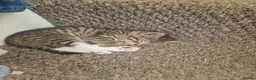 Mixed Breed cats for sale: 5 healthy kittens in Braintree - Advert 16