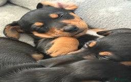 Mixed Breed dogs for sale: Mini dash x min jack russell - Image 2