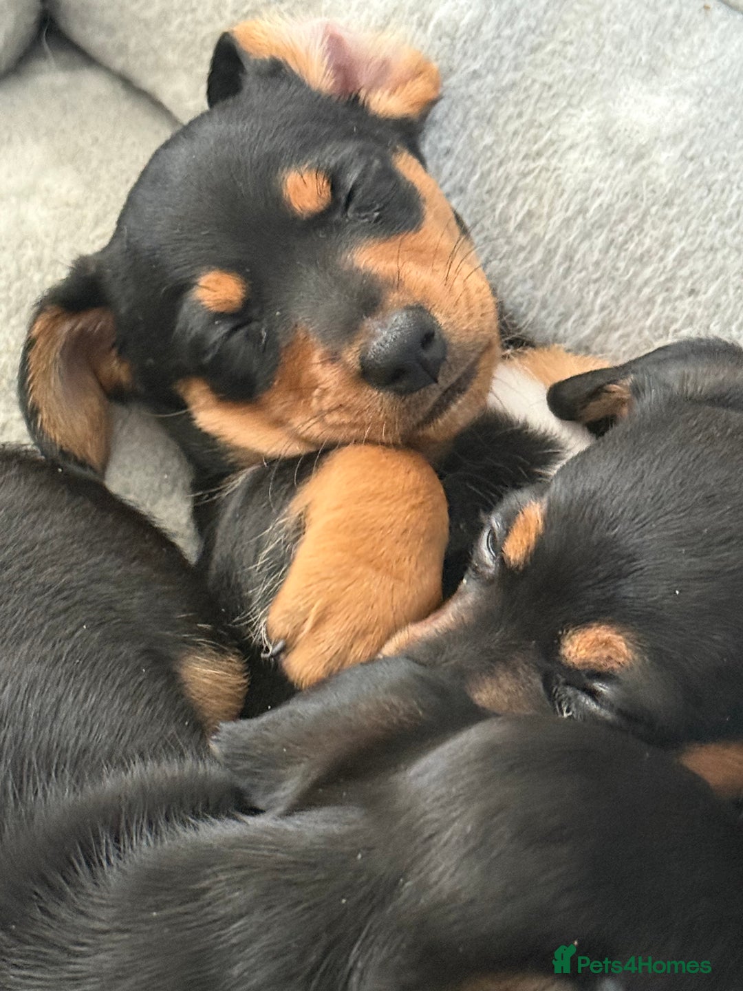 Mixed Breed dogs for sale: Mini dash x min jack russell - Image 2