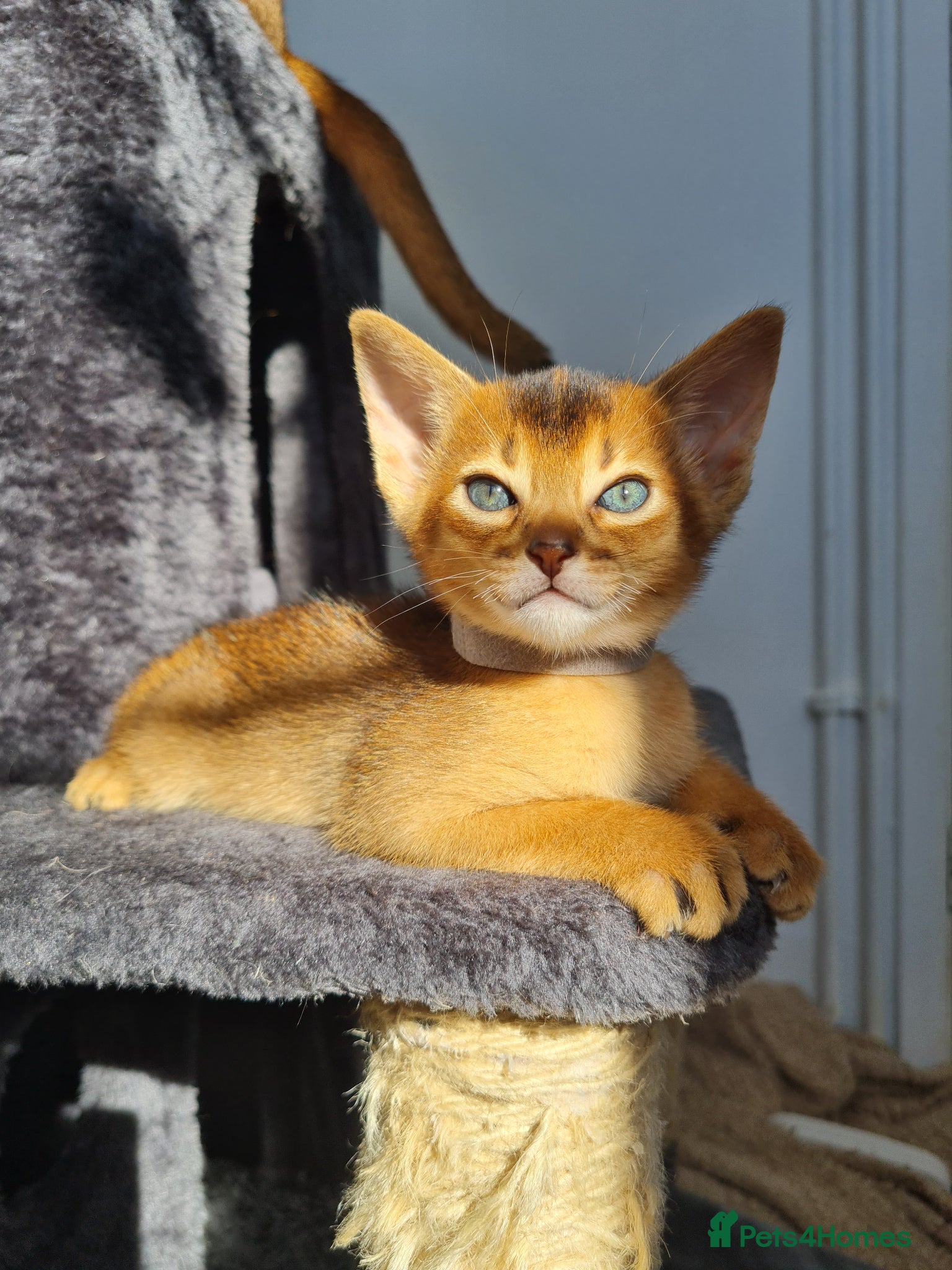 Abyssinian cats LAST TWO BOYS,champion line Abyssinian kittens🎖 - Advert 13