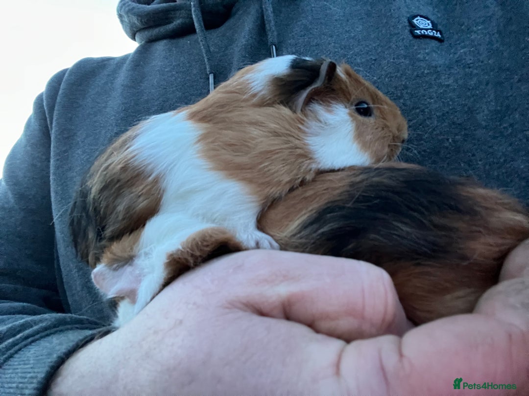 Guinea Pig rodents for sale: 2 male guinea pigs- ready now  - Advert 5