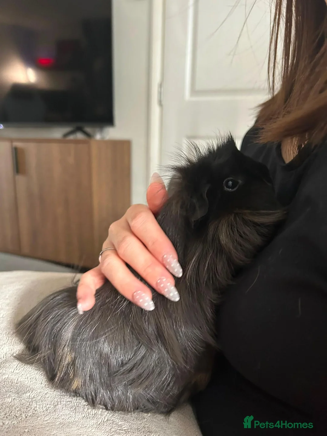 Guinea Pig rodents for sale: 2 Female Guinea Pigs 8 Months Old  in Eastbourne - Advert 3