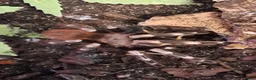 Tarantulas invertebrates for sale: 9 Tarantualas for sale in Beverley - Advert 8