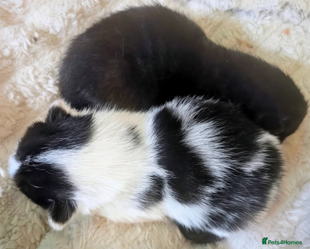 Mixed Breed cats for sale: Kittens for sale  - Advert 3