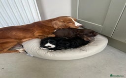 Cocker Spaniel dogs for sale: Cracking Cocker Spaniels  - Image 18