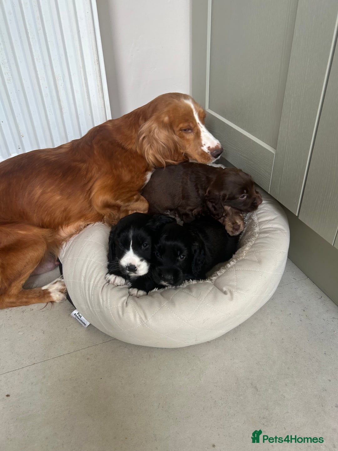 Cocker Spaniel dogs for sale: Cracking Cocker Spaniels  - Image 18