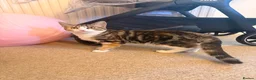 Domestic Shorthair cats for sale: Beautiful Playful Kitten Looking for a Loving Home in London - Advert 1