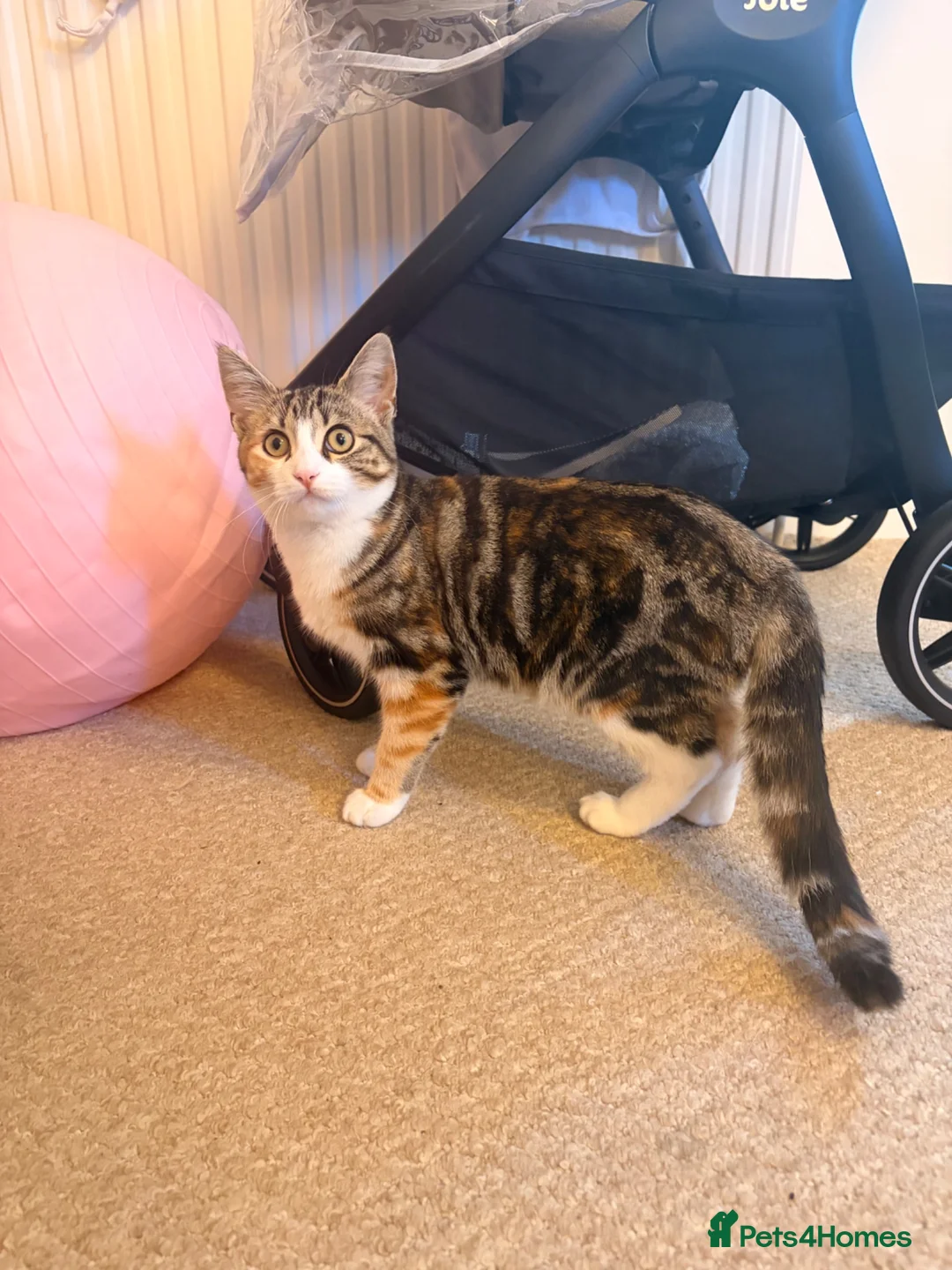 Domestic Shorthair cats for sale: Beautiful Playful Kitten Looking for a Loving Home in London - Advert 1