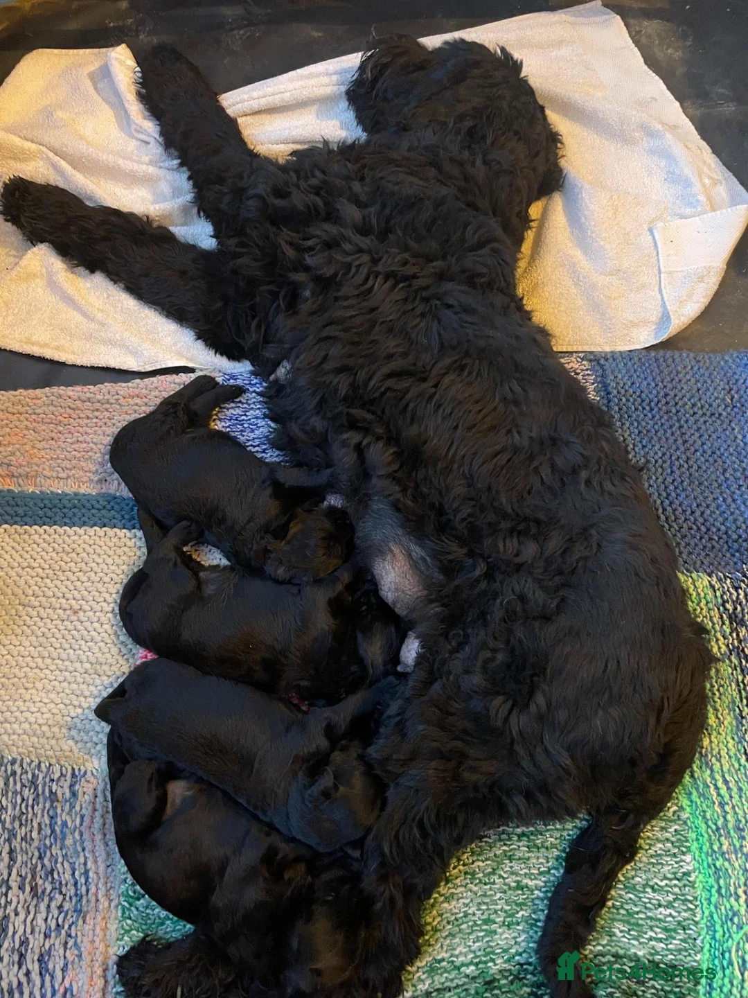 Russian Black Terrier dogs for sale: Black Russian Terrier Puppies - Advert 1