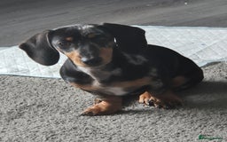 Miniature Dachshund dogs for sale: Darling dolly - Image 5