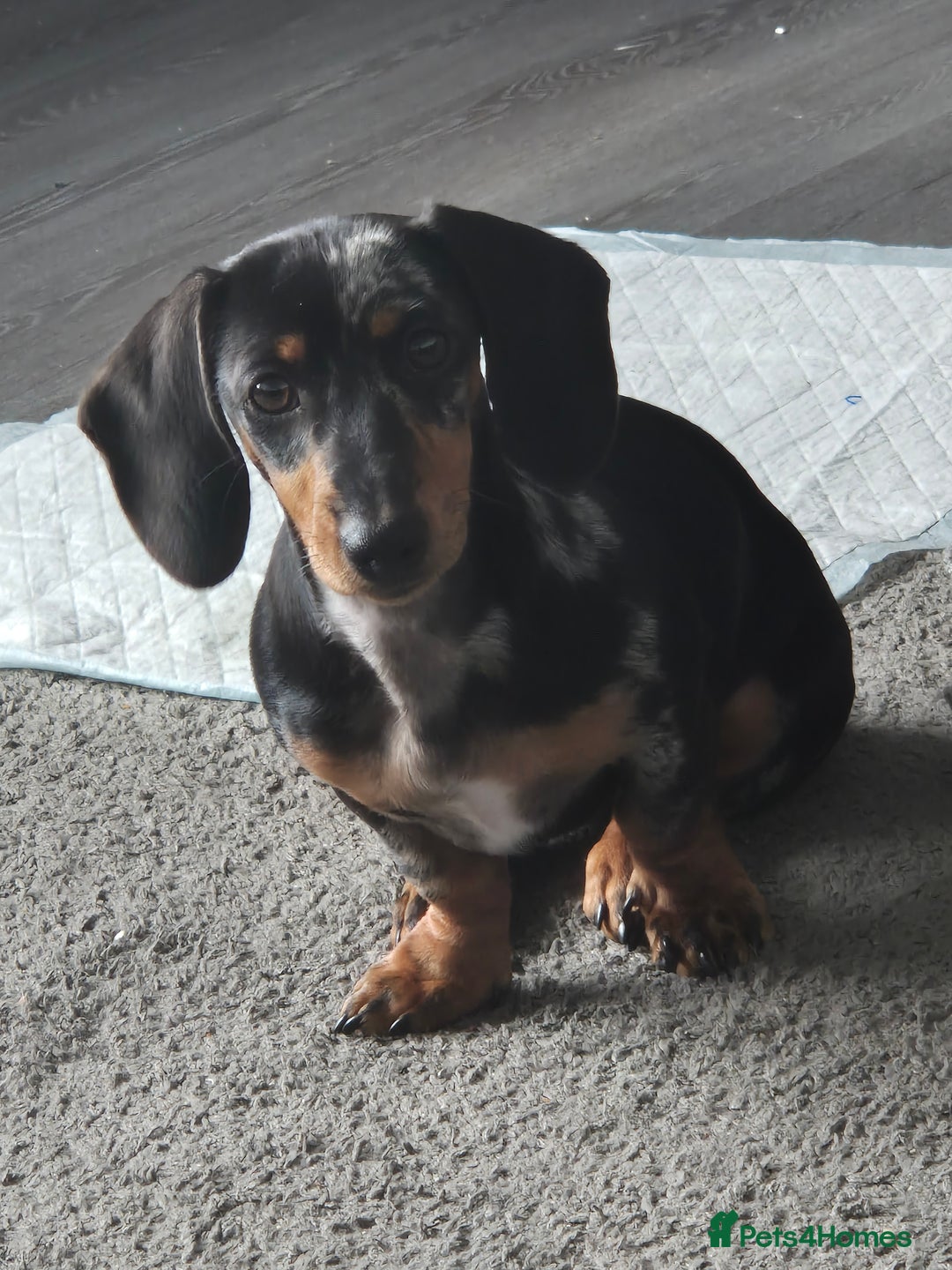 Miniature Dachshund dogs for sale: Darling dolly - Image 5