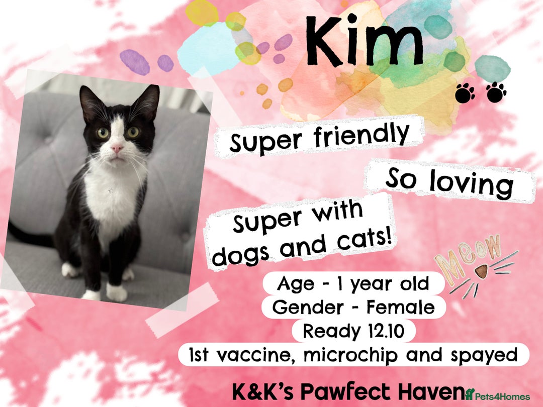 Domestic Shorthair cats for sale: Kittens and cats for adoption.  - Image 10