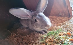 Belgian Hares rabbits for sale: 'Pedro' Chinchilla Belgian Hare buck - Image 1