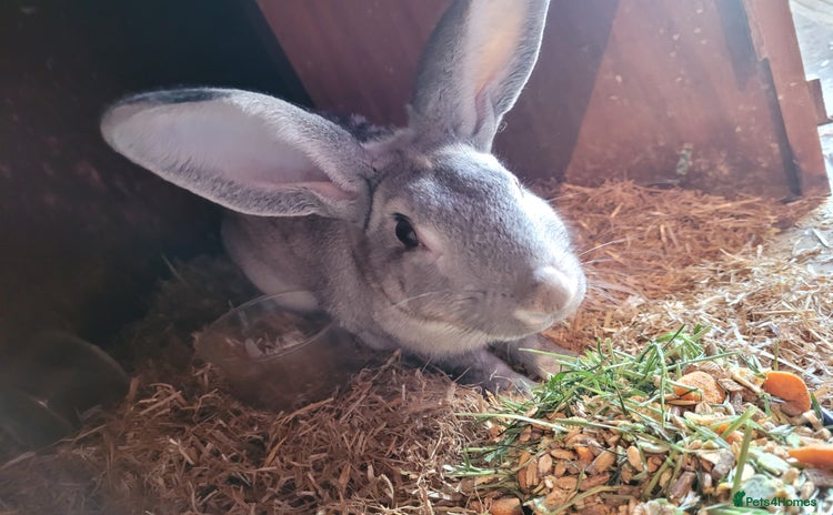 Belgian Hares rabbits - Advert 1