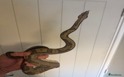 Boa Snake reptiles for sale: Amazing boas for sale - Image 3