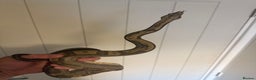 Boa Snake reptiles for sale: Amazing boas for sale - Advert 3