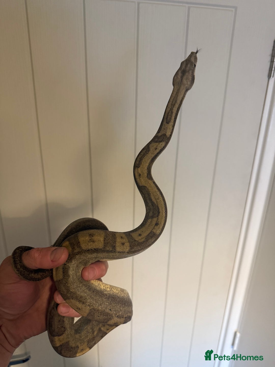 Boa Snake reptiles for sale: Amazing boas for sale - Image 3