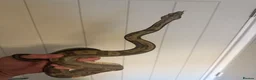 Boa Snake reptiles for sale: Amazing boas for sale  - Advert 3