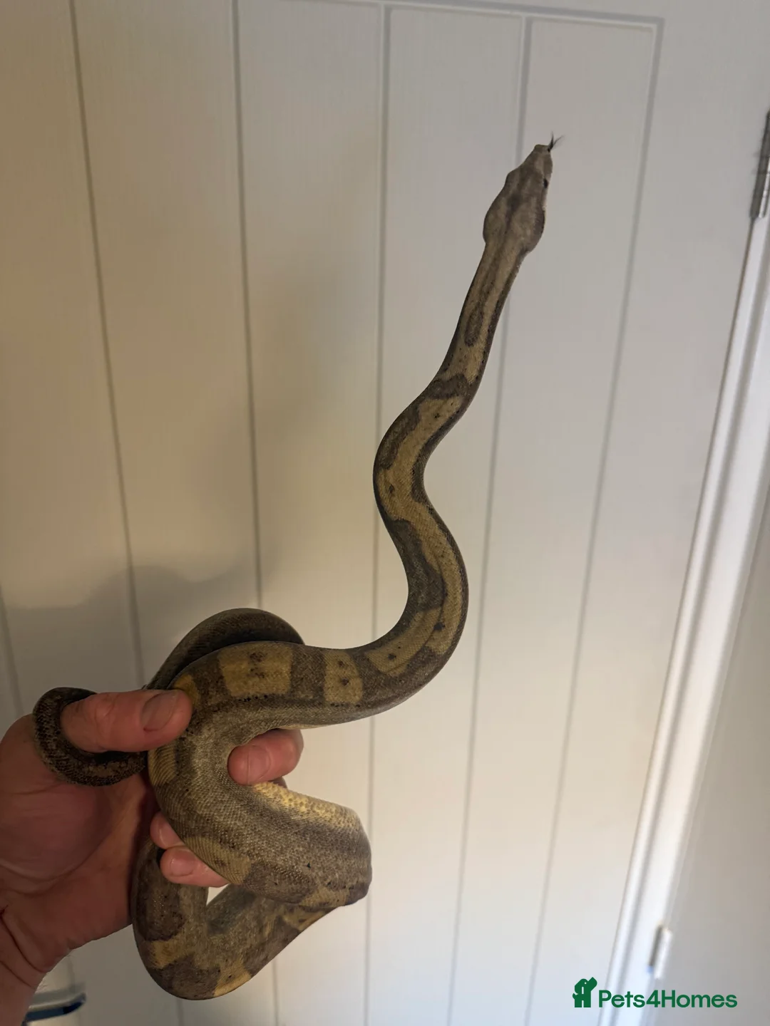 Boa Snake reptiles for sale: Amazing boas for sale  - Advert 3