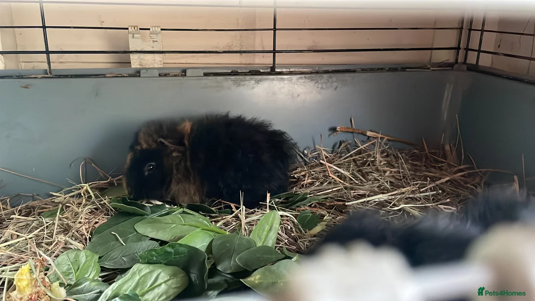 Gallery Image {{count}}