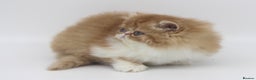 Exotic cats for sale: Quality TICA Reg Exotic & Persian Kittens - Advert 5