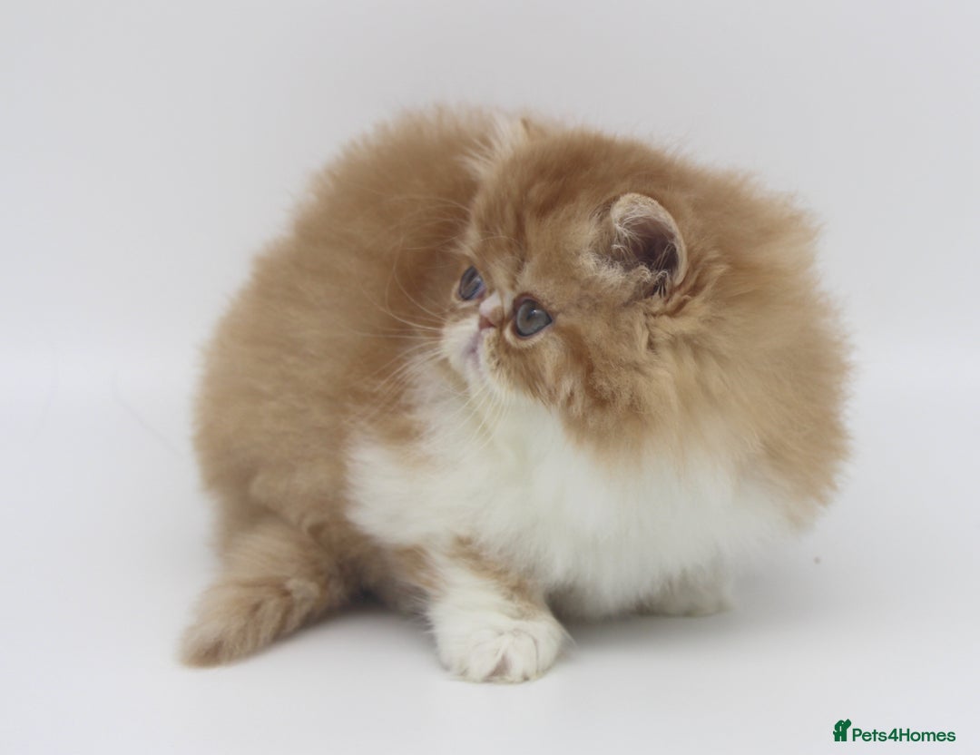 Exotic cats for sale: Quality TICA Reg Exotic & Persian Kittens - Advert 5