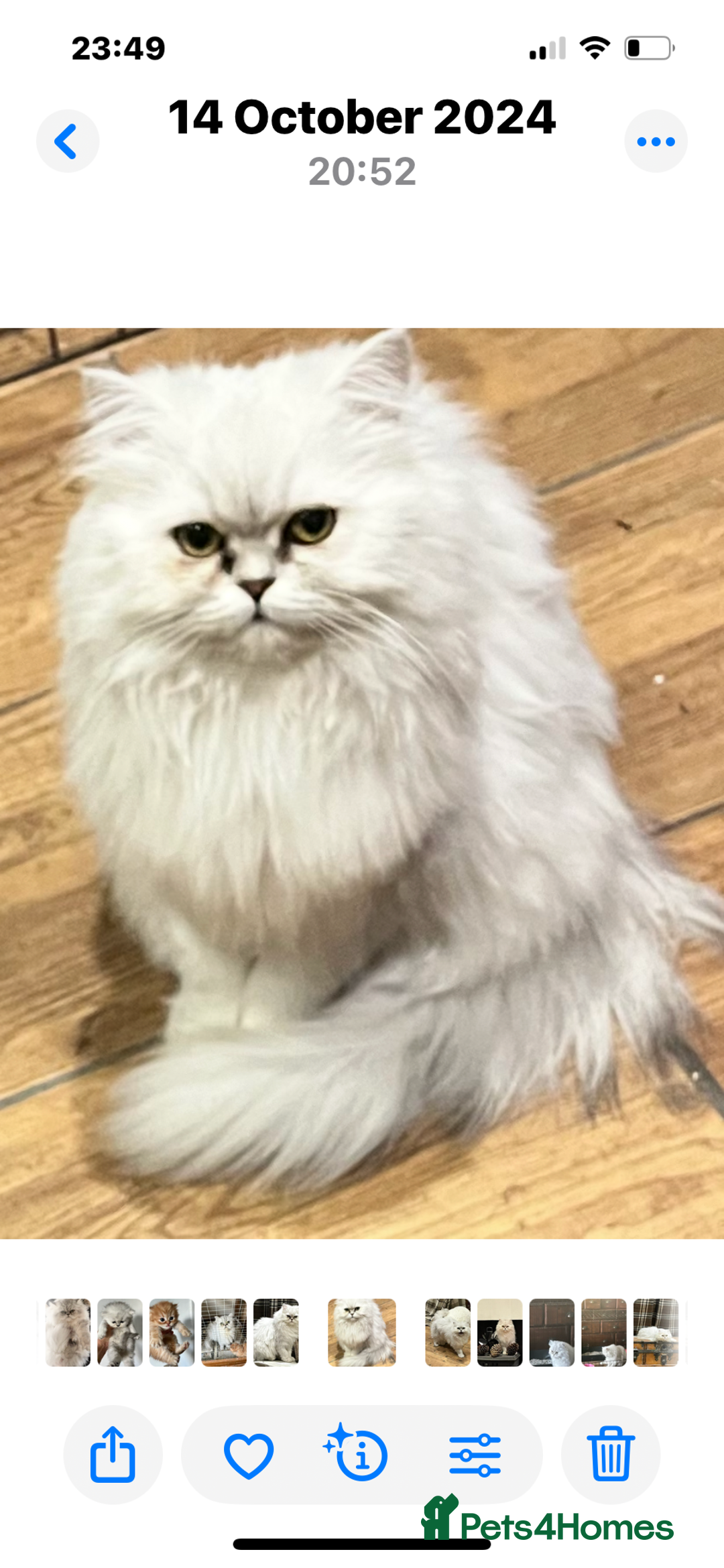 Persian cats for sale: Golden chinchilla persian male  - Advert 3