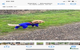 Toy Poodle dogs for stud: RED TOY POODLE KC REGISTERED PROVEN STUD in Derby - Image 10