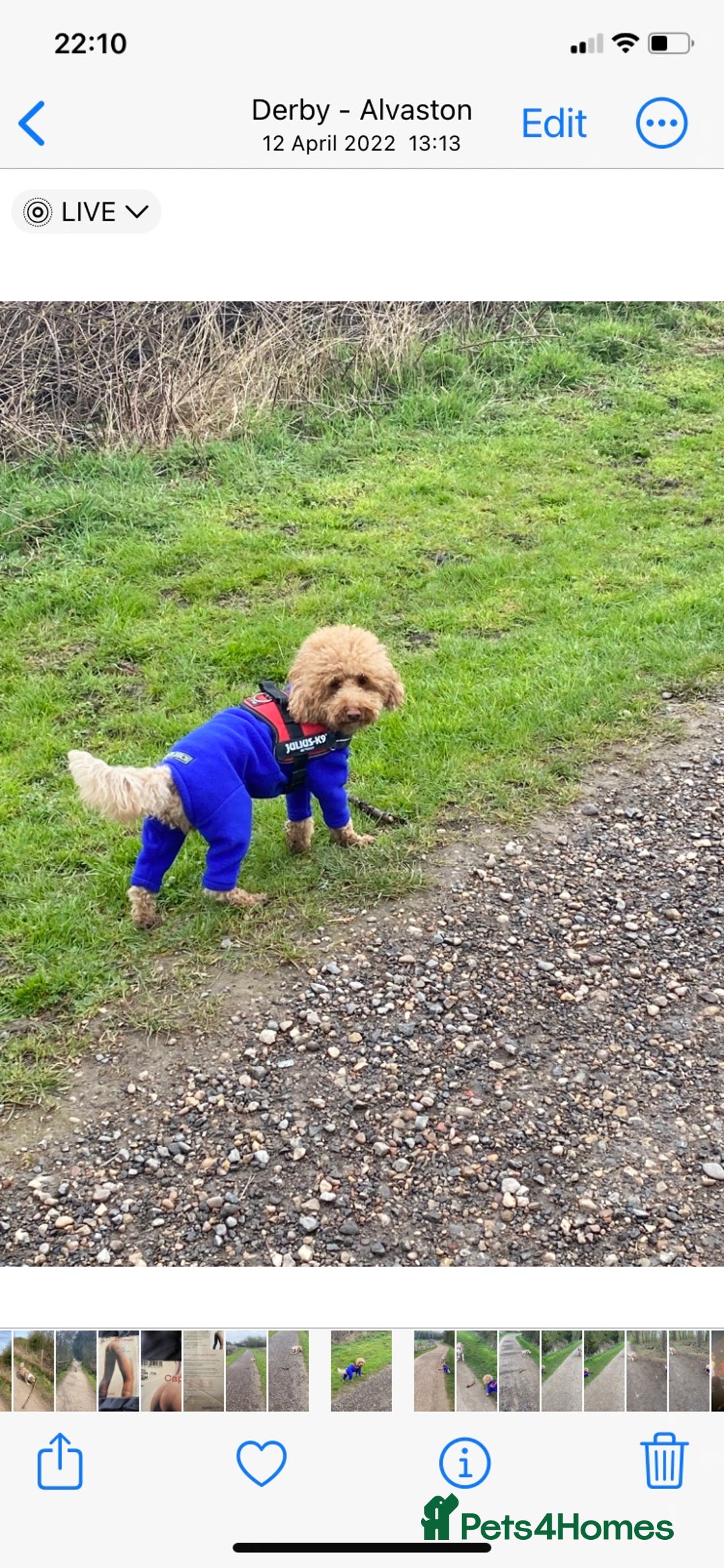 Toy Poodle dogs for stud: RED TOY POODLE KC REGISTERED PROVEN STUD in Derby - Image 10