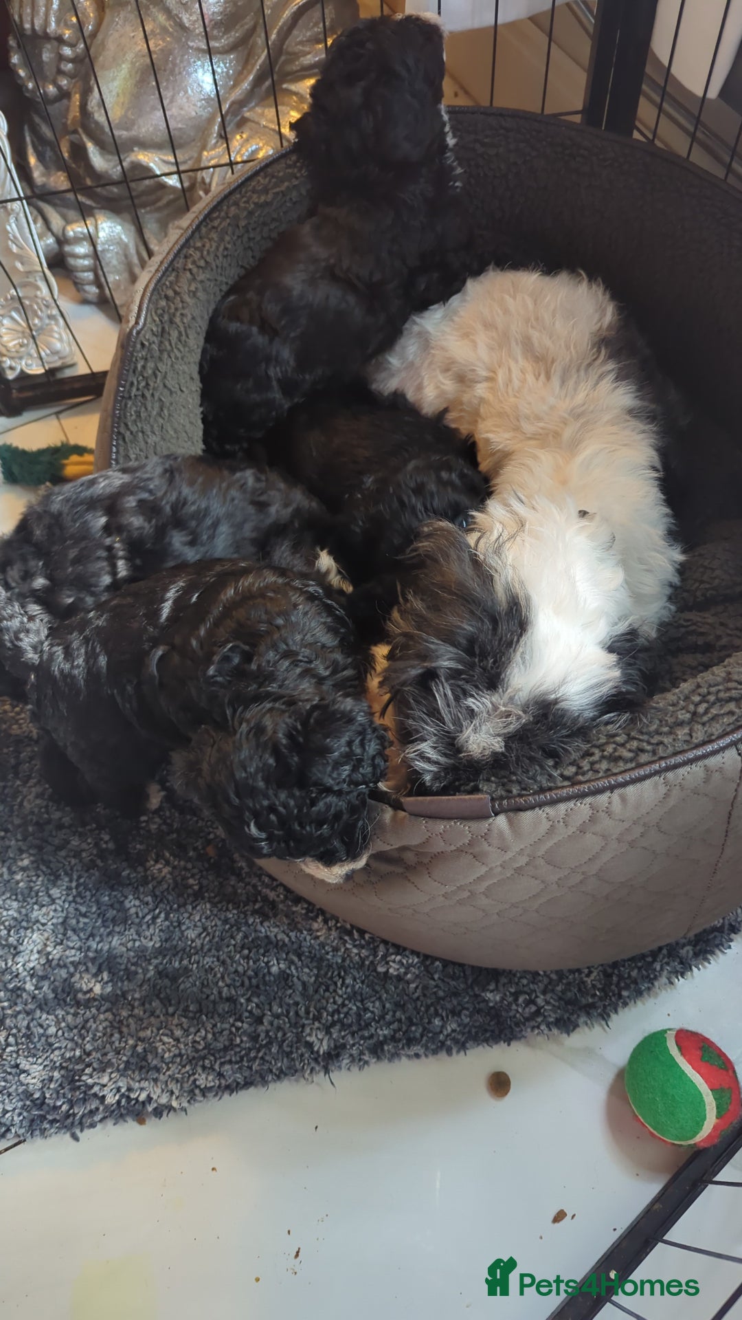 Cavapoochon dogs for sale: Cavapoochon puppies .ready now  - Image 10