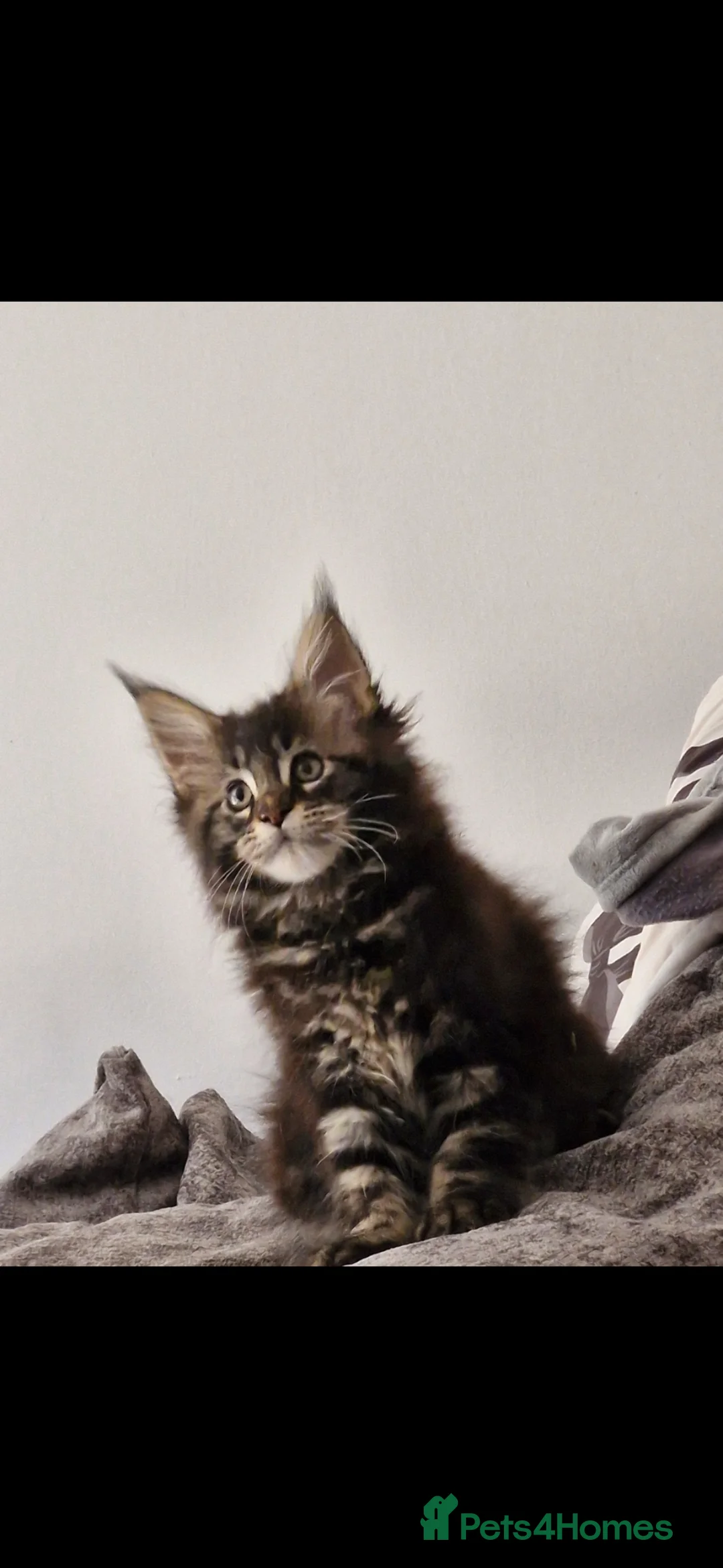Maine Coon cats for sale: Maincoone kittens  - Advert 2