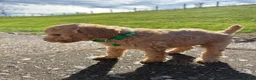Poochon dogs for sale: 🐾 Beautiful Poochon Puppies – 4 Girls & 1 Boy 🐾 in Ruthin - Advert 19