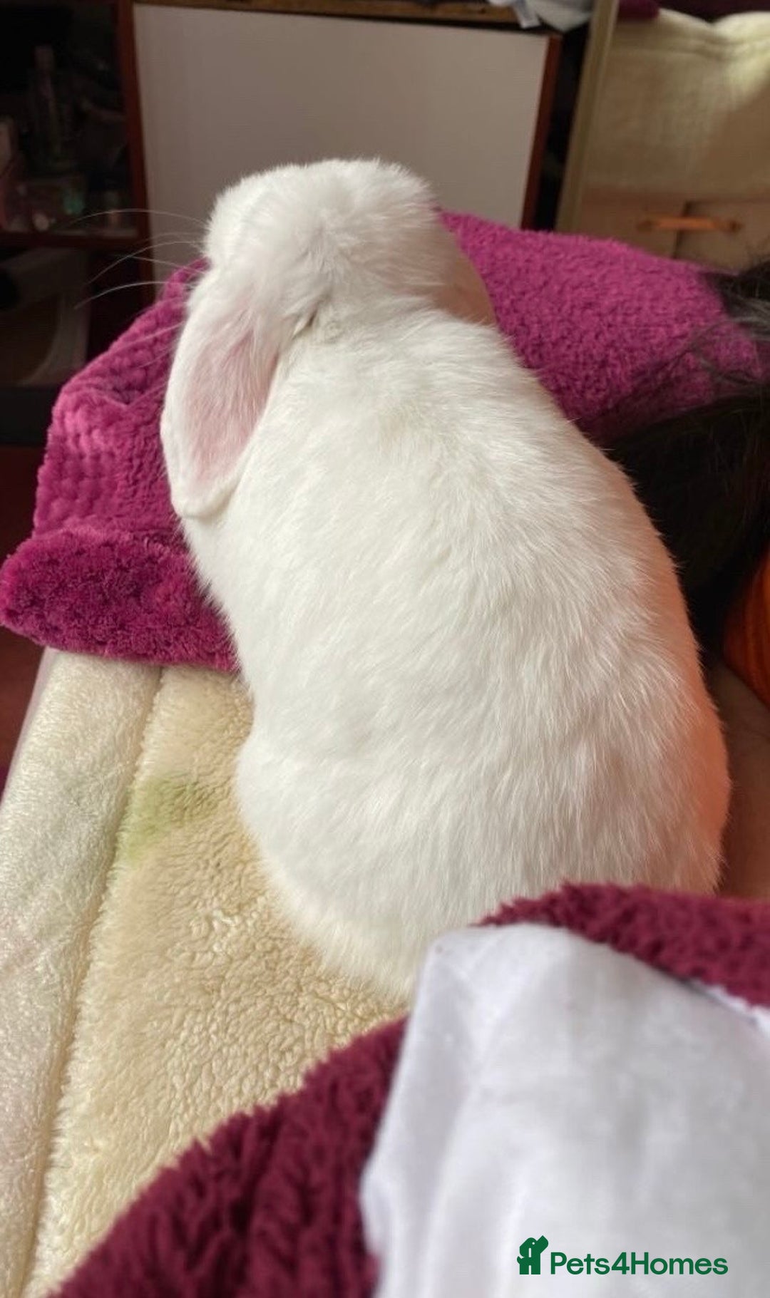 Mini Lop rabbits for sale: Cute, friendly white female mini lop bunny  - Advert 3