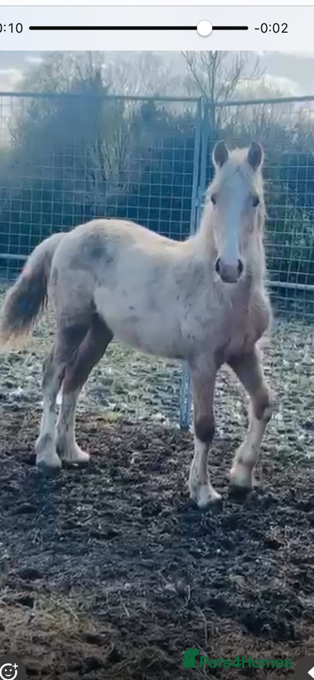 Welsh Section D horses for sale: Welsh sec d colt  in Horley - Advert 3