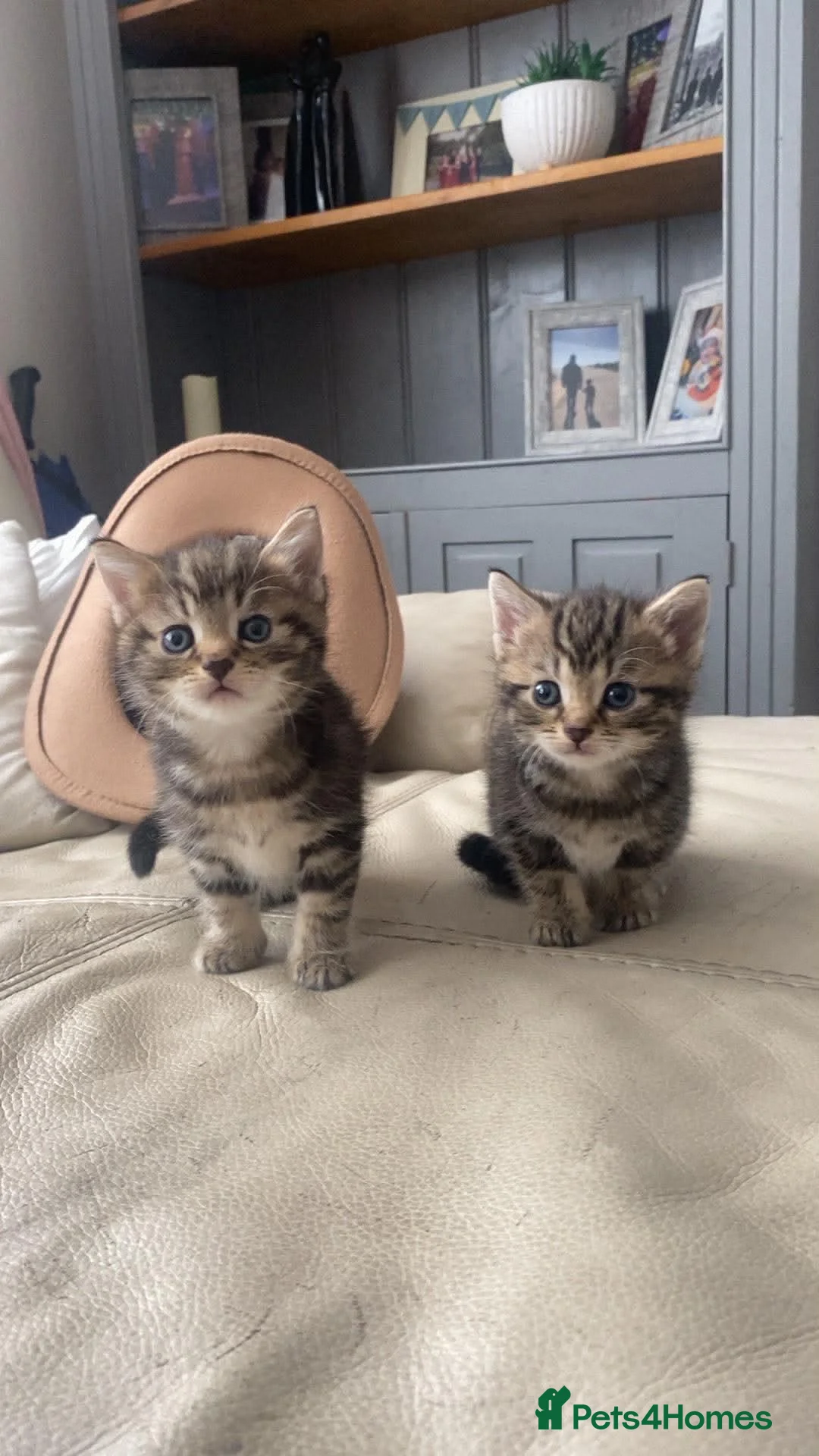 Mixed Breed cats for sale: Stunning girl kittens  - Advert 4