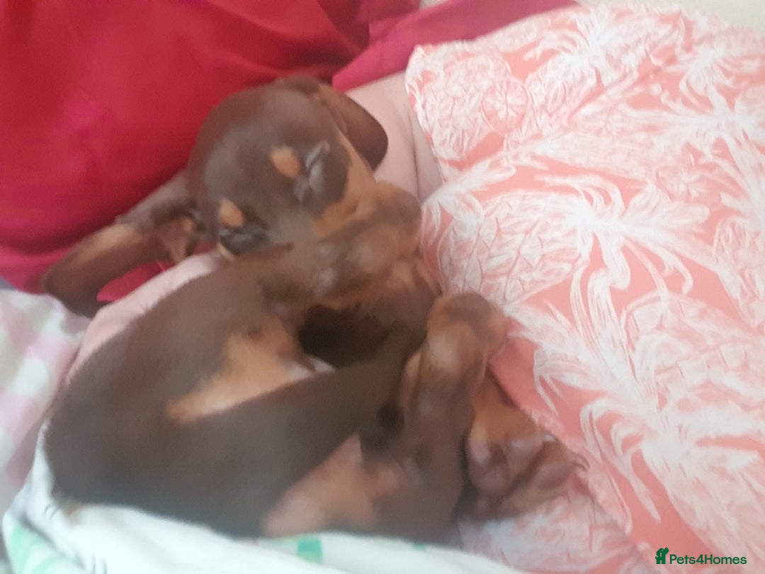 Dachshund dogs for sale:  11 week old Diva female Dachound - Image 17