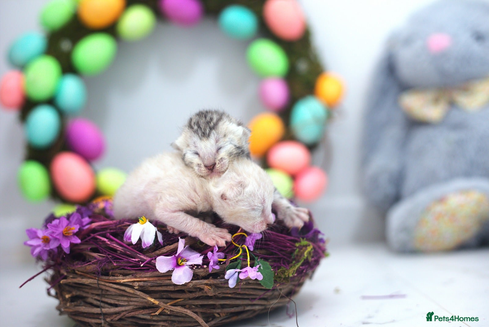 Bengal cats Magnificent Bloodline Bengals  - Advert 1