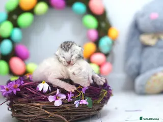 Bengal cats Magnificent Bloodline Bengals - Advert 1