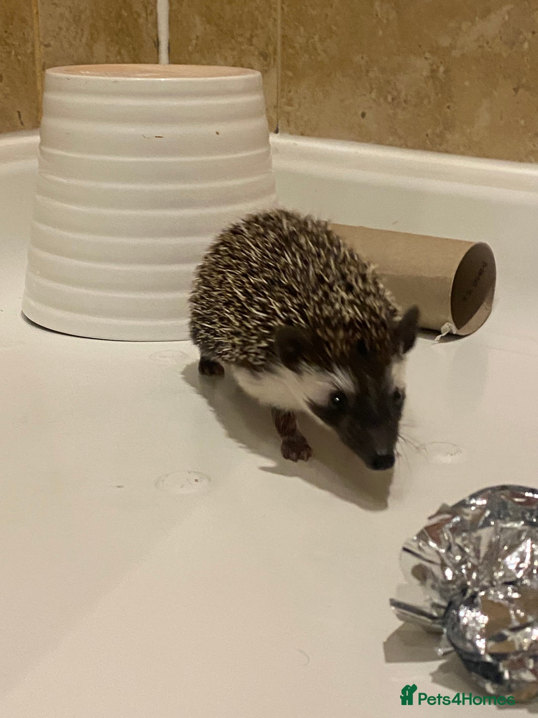 Pygmy Hedgehog rodents for sale: Twiglets looking for a new home  - Advert 1